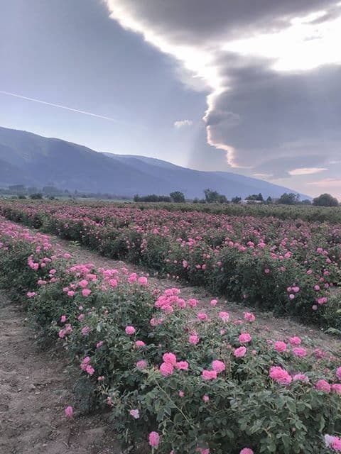 From Sofia: A day trip to the Rose Festival Finale in Kazanlak - 2