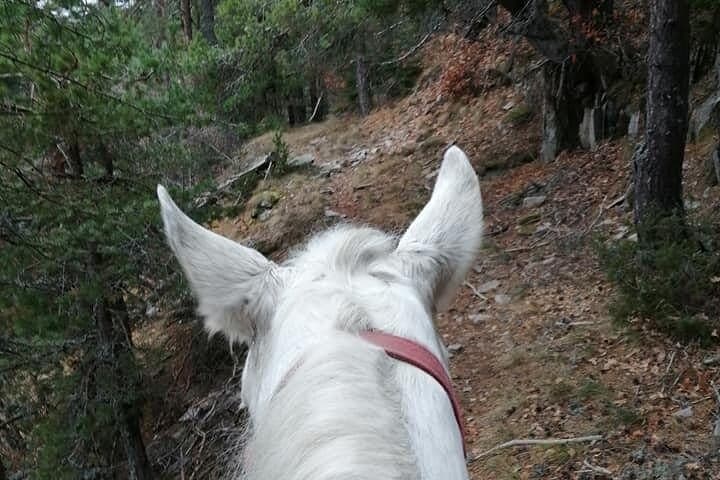 In Smolyan: Private Horse Riding Tour To the Perelik Top  - 2