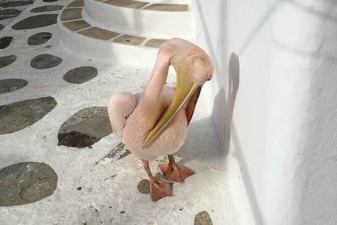 Private Tour: 4 Hours Mykonos Island Tour - Like a Local - 8